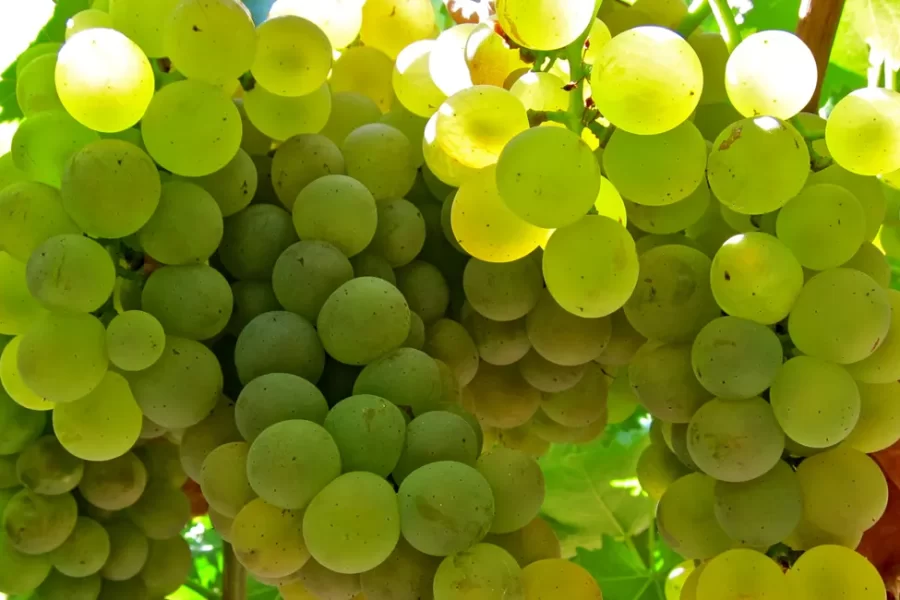 VINARIJA Sokolov Zamak Moscato