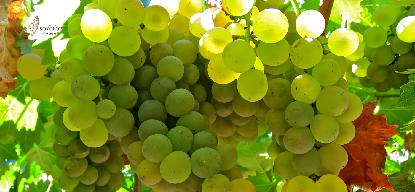 Moscato – Saznajte više o Moscato