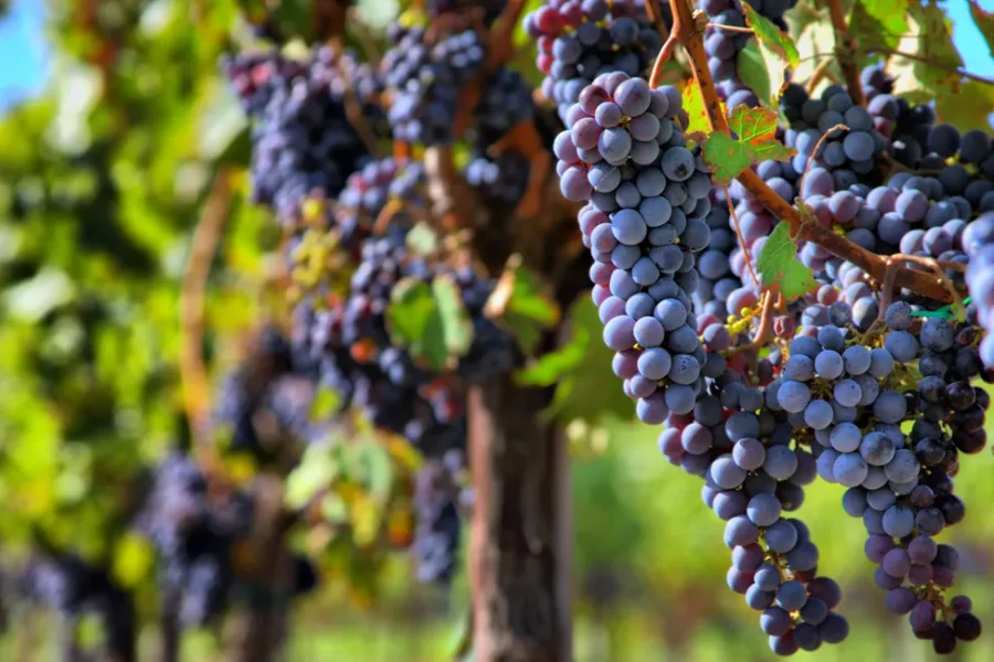 VINARIJA Sokolov Zamak Pinot Noar