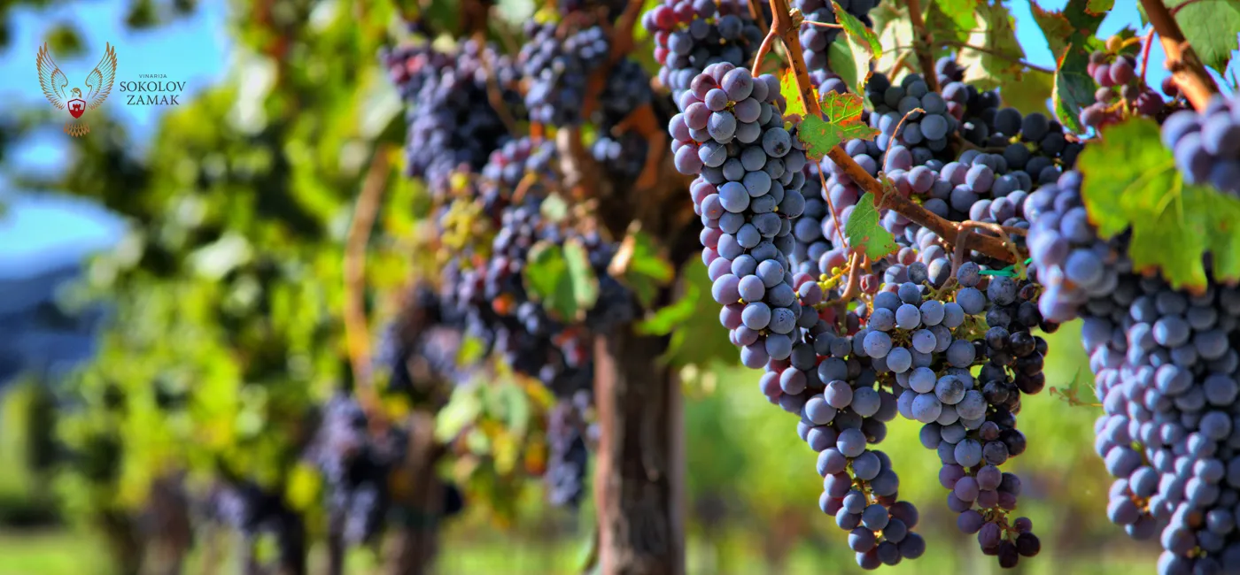 Saznajte više o Pinot Noar