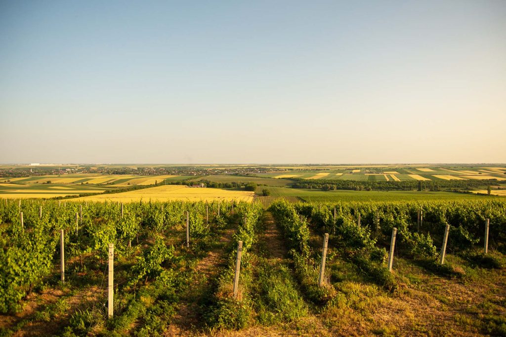 sokolov zamak Vinarija hero sokolov zamak Vinarija hero