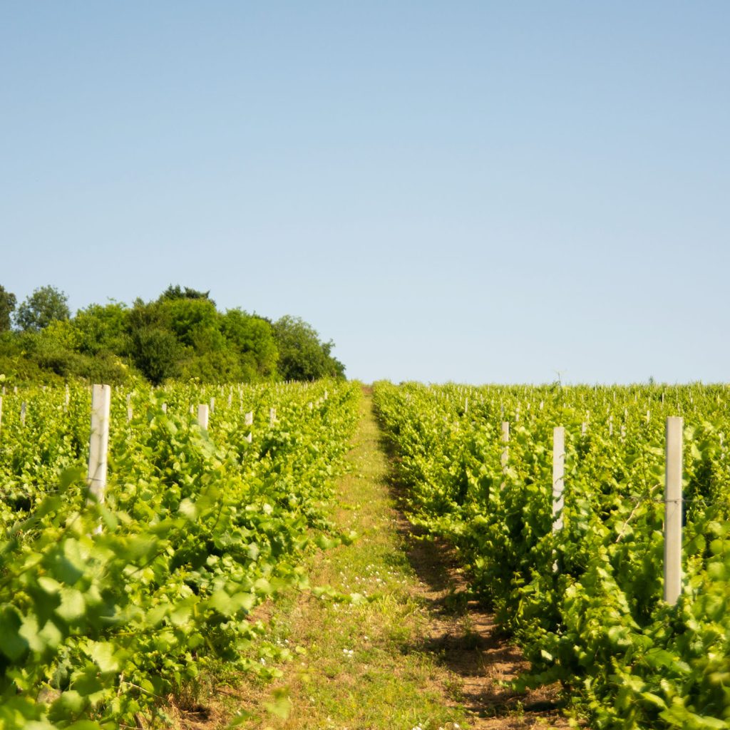 sokolov zamak vinarija vinograd sokolov zamak vinarija vinograd