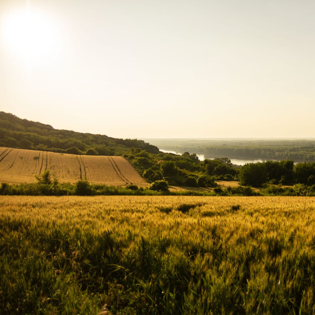 sokolov zamak vinarija vinograd zalazak sokolov zamak vinarija vinograd zalazak