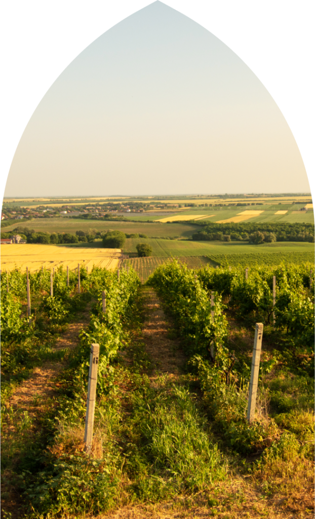 sokolov zamak vinarija vise od vina sokolov zamak vinarija vise od vina